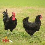 Picture of Black Australorp