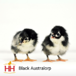 Picture of Black Australorp