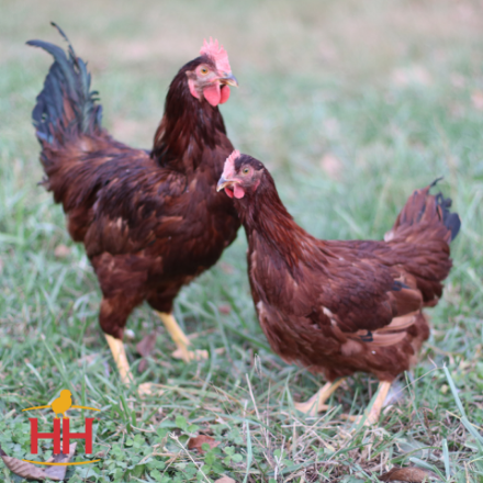 Picture of Rhode Island Red