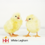 Picture of White Leghorn