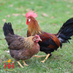 Picture of Brown Leghorn