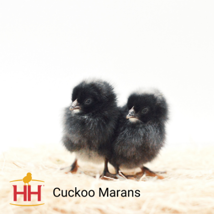 Picture of Cuckoo Marans