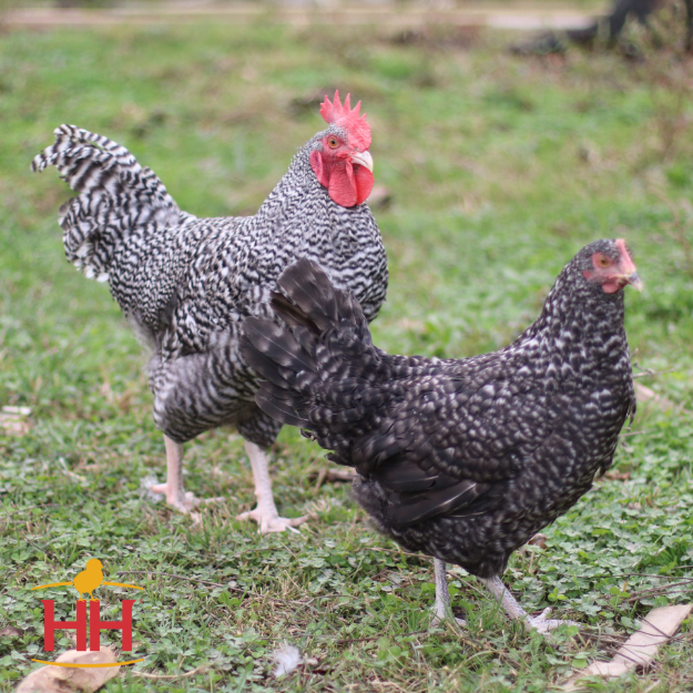 Picture of Cuckoo Marans