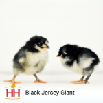 Picture of Black Jersey Giant