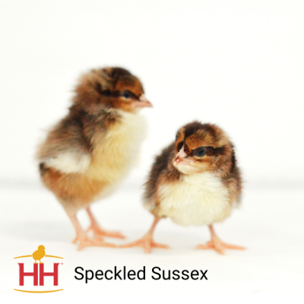 Picture of Speckled Sussex