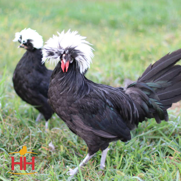 Picture of White Crested Black Polish