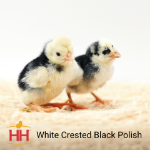 Picture of White Crested Black Polish