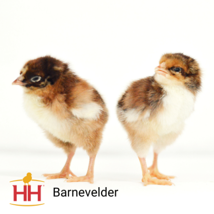 Picture of Barnevelder