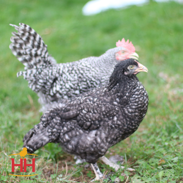 Picture of French Cuckoo Marans