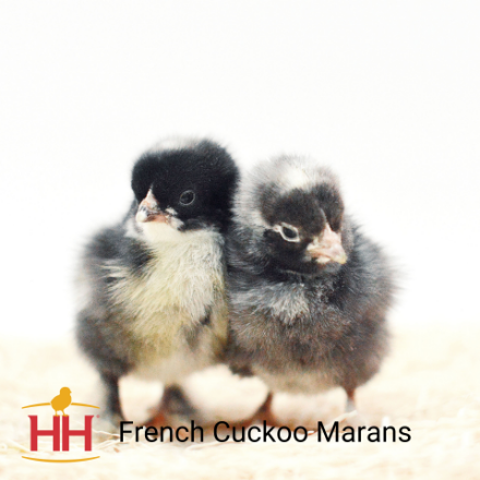 Picture of French Cuckoo Marans