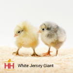 Picture of White Jersey Giant