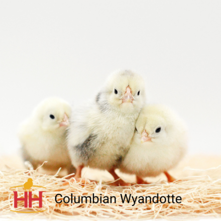 Picture of Columbian Wyandotte