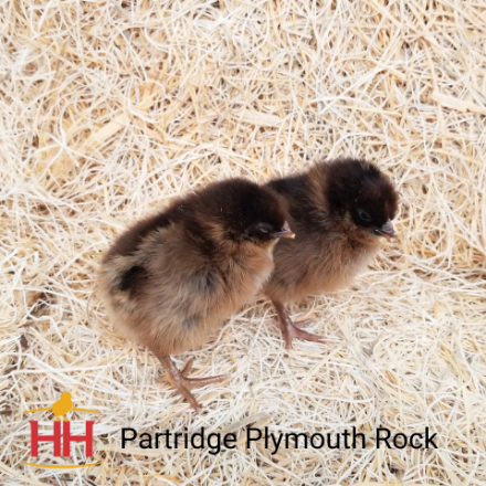 Picture of Partridge Plymouth Rock