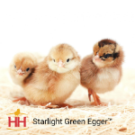 Picture of Starlight Green Egger