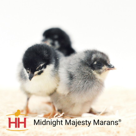 Picture of Midnight Majesty Marans