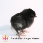 Picture of French Black Copper Marans