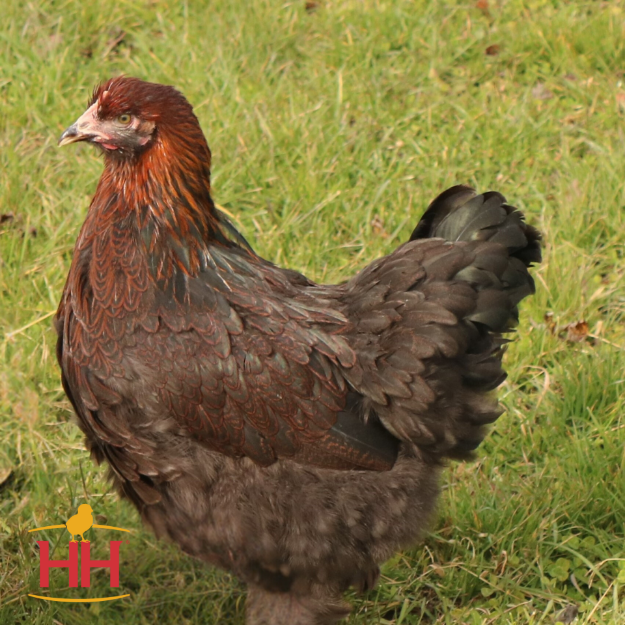 Picture of Partridge Cochin