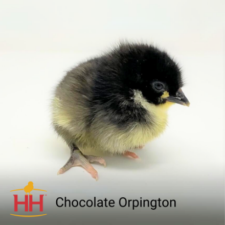 Picture of Chocolate Orpington