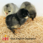 Picture of Blue English Orpington