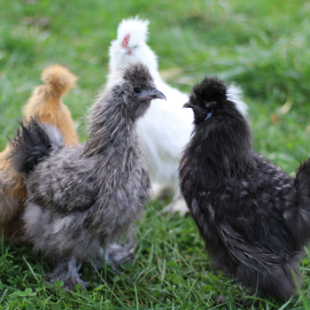 Picture of Mixed Silkie Bantams