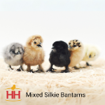 Picture of Mixed Silkie Bantams