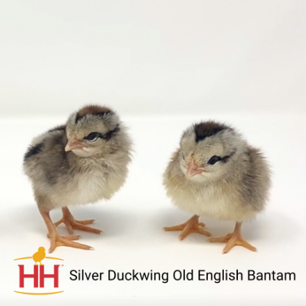 Picture of Silver Duckwing Old English Bantam