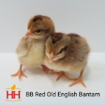 Picture of BB Red Old English Bantam