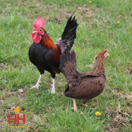 Picture of BB Red Old English Bantam