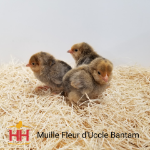 Mille Fleur d'Uccle Bantam- Straight Run | Hoover's Hatchery