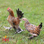 Picture of Mille Fleur d'Uccle Bantam