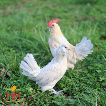 Picture of Porcelain d'Uccle Bantam