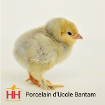 Picture of Porcelain d'Uccle Bantam