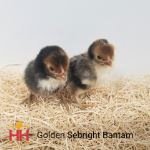 Picture of Golden Sebright Bantam- Straight Run