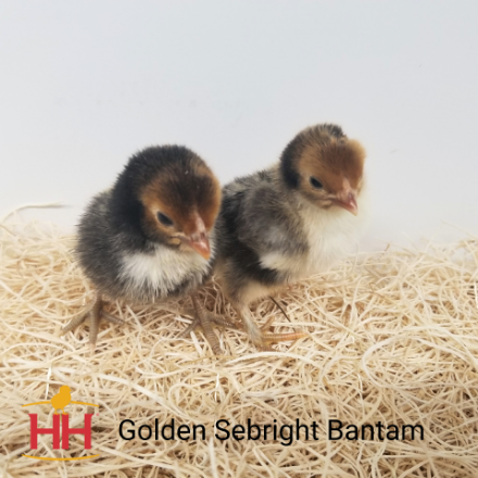 Picture of Golden Sebright Bantam