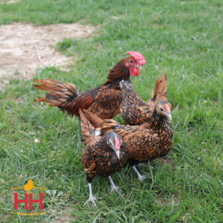 Picture of Golden Sebright Bantam