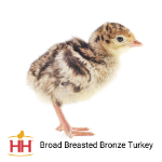 Picture of Broad Breasted Bronze Turkey