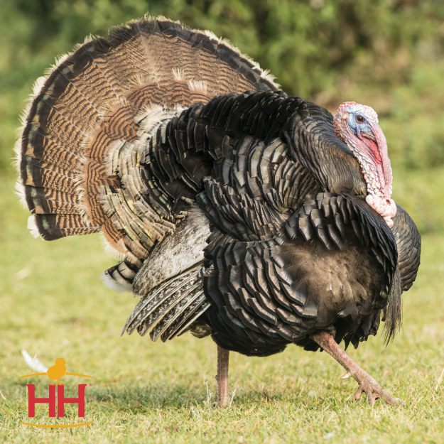 Picture of Broad Breasted Bronze Turkey