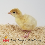 Picture of Broad Breasted White Turkey