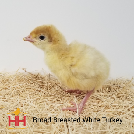 Picture of Broad Breasted White Turkey