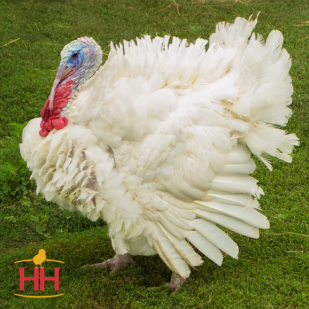 Picture of Broad Breasted White Turkey