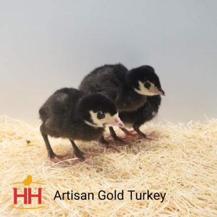 Picture of Artisan Gold Turkey