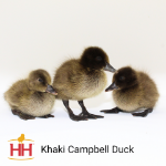 Picture of Khaki Campbell Ducks