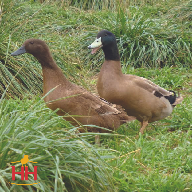 Picture of Khaki Campbell Ducks