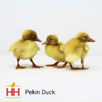 Picture of Pekin Duck