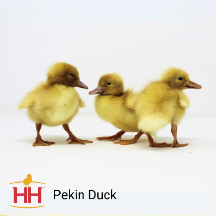 Picture of Pekin Duck