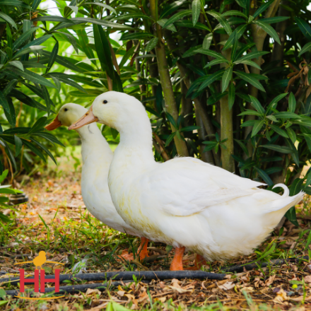 Picture of Pekin Duck