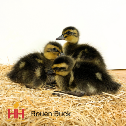 Picture of Rouen Duck