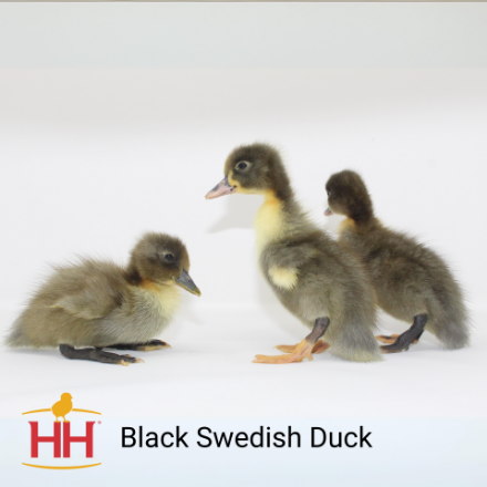 Picture of Black Swedish Duck