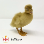 Picture of Buff Duck