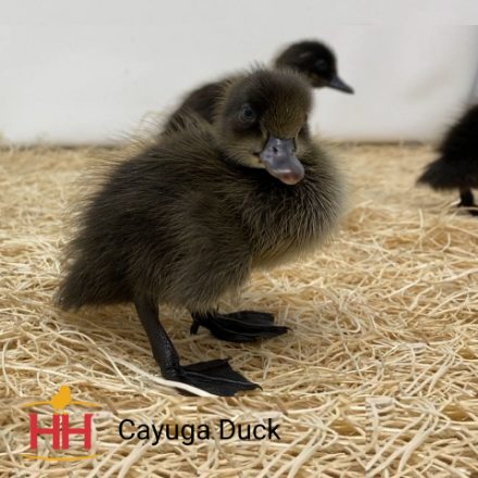 Picture of Cayuga Duck